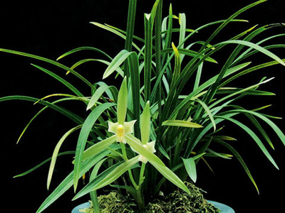 <h4>春兰</h4><p id='9265f2'>春兰（Cymbidium goeringii）以高洁、清雅、幽香而著称，叶姿优美，花香幽远。自古以来，春兰都被誉为美好事物的象征，已广泛在民间人格化了</p>