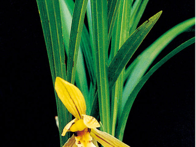 <h4>春兰</h4><p id='f0004c'>春兰（Cymbidium goeringii）以高洁、清雅、幽香而著称，叶姿优美，花香幽远。自古以来，春兰都被誉为美好事物的象征，已广泛在民间人格化了</p>