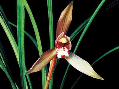 <h4>春兰</h4><p id='5e74a2'>春兰（Cymbidium goeringii）以高洁、清雅、幽香而著称，叶姿优美，花香幽远。自古以来，春兰都被誉为美好事物的象征，已广泛在民间人格化了</p>