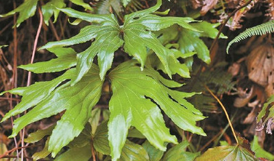 深圳晚报：第10种以深圳冠名植物新种发布 ，深圳双扇蕨在东部山地被发现