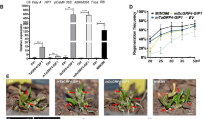 科研进展│MIR396-GRF/GIF分子模块提高铁皮石斛再生效率